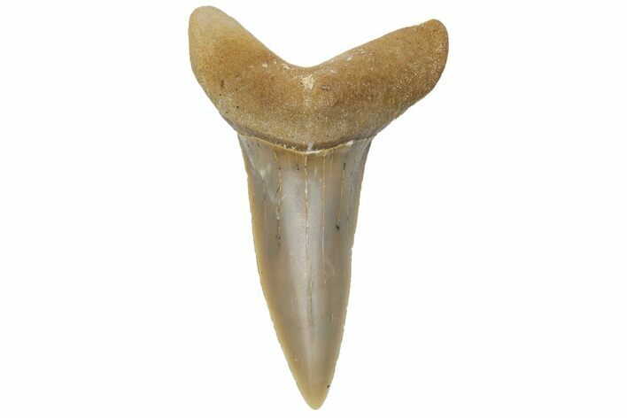 Sand Tiger Shark (Carcharias) Tooth - Dakhla, Morocco #225300